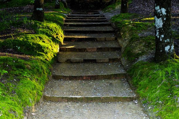 Parco Del Principe Stairs In The Wood